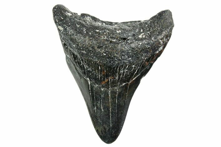 Juvenile Megalodon Tooth - North Carolina #352417